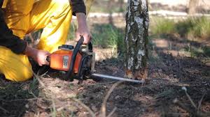 Trusted Paxtonia, PA Tree Services Experts